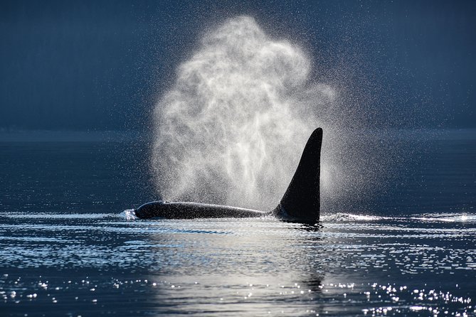 Juneau Lighthouse Tours - Whale watching & Lighthouse Combo - Practical Tips to Make Your Day Run Smooth