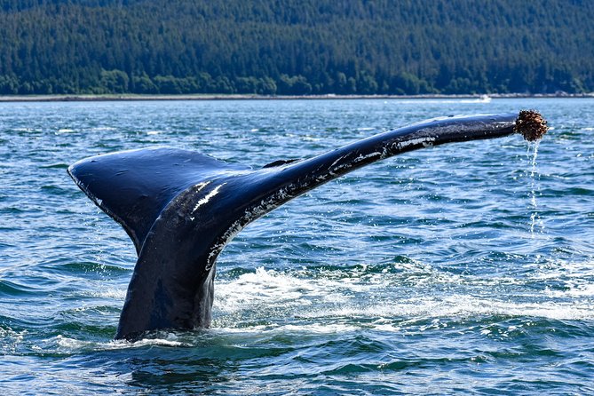 Juneau Lighthouse Tours - Whale watching & Lighthouse Combo - Sentinel Island Light: A Real Lighthouse Stop, Not Just a Photo Stop