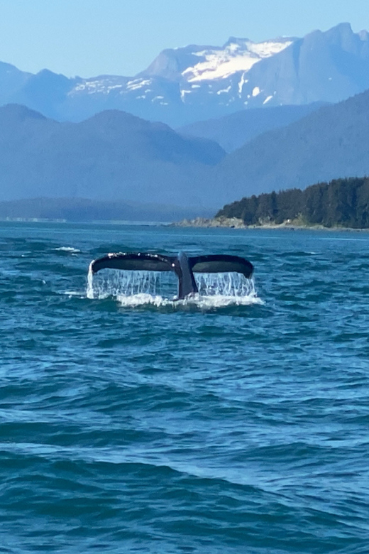 Juneau: Mendenhall Glacier and Whale Watching Tour - Key things to know before you go
