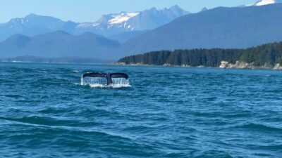 Juneau: Mendenhall Glacier and Whale Watching Tour - Getting to the Mendenhall Valley by bus from downtown Juneau