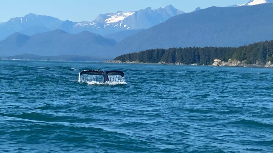 Juneau: Mendenhall Glacier and Whale Watching Tour - Getting to the Mendenhall Valley by bus from downtown Juneau