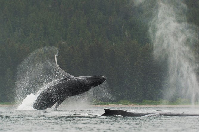 Juneau Shore Excursion: Paddle with Whales Kayak Adventure - Key Points You’ll Care About