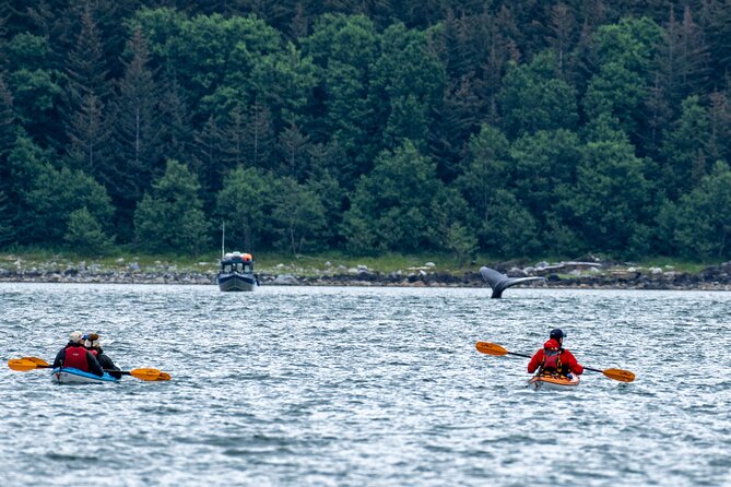 Juneau Shore Excursion: Paddle with Whales Kayak Adventure - Whales, Kayaks, and the Inside Passage: What You’re Really Buying