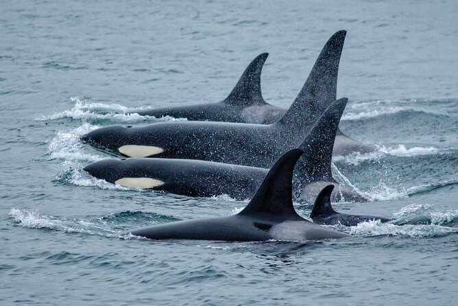 Juneau Whale Watch Adventure - Key things to know before you go
