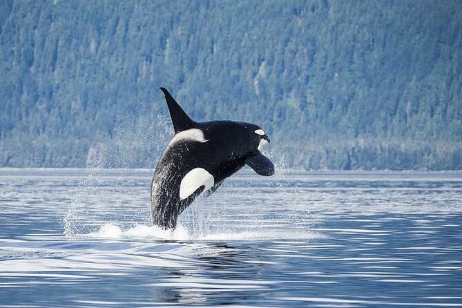Juneau Whale Watch Adventure - Juneau whale watching from Auke Bay: glacier views and whale time