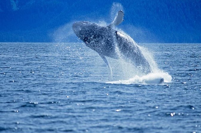 Juneau Whale Watch Adventure - Wildlife you can realistically hope for in Juneau