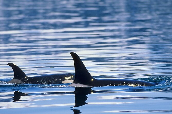 Juneau Whale Watch Adventure - Stop by the glacier on the way to the harbor (and why it’s worth it)