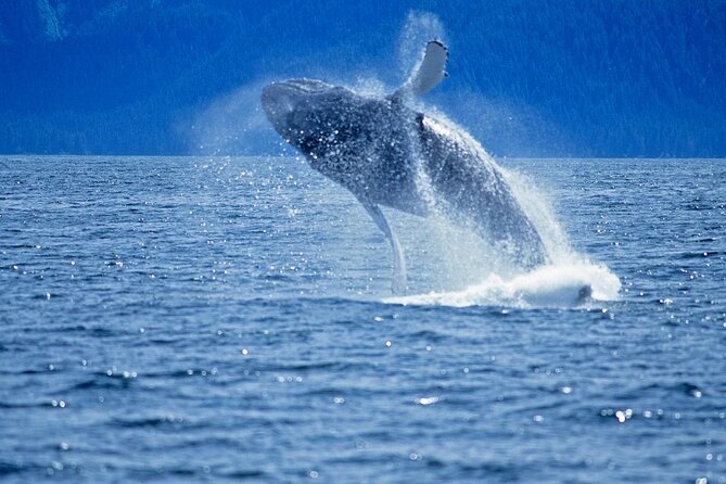 Juneau Whale Watch Adventure - Timing and group size: how the schedule affects your odds