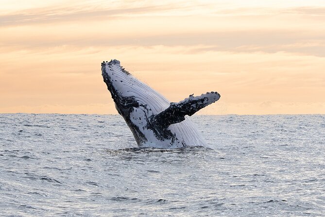 Juneau Whale Watch Adventure - Price and value: is $150 fair for a small-group whale watch?