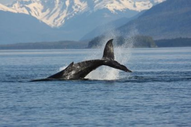 Juneau Whale Watching Adventure - Key highlights worth planning for