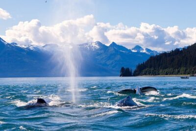 Juneau Whale Watching Adventure - The glacier-and-bay views on the narrated transfer