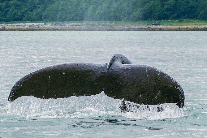 Juneau Whale Watching Adventure - Whale sightings: humpbacks are the main event (and the guarantee matters)