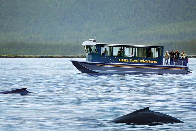 Juneau Whale Watching Adventure - Wildlife extras you may catch along the way
