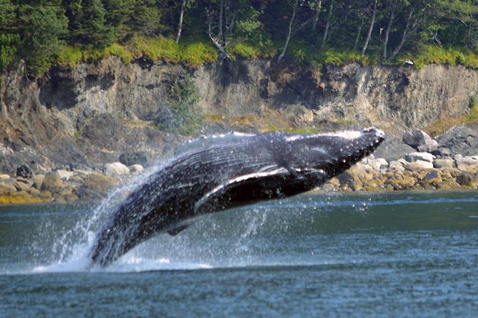 Juneau Whale Watching Adventure - Timing and departure choices: how to pick the right slot
