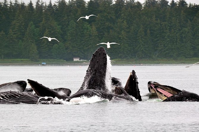 Juneau Whale Watching Adventure - Crew quality: why captains and naturalists make the difference