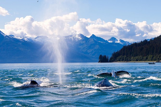Juneau Whale Watching Adventure - The glacier-and-bay views on the narrated transfer
