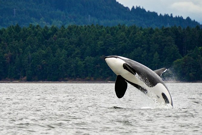 Juneau Whale Watching and Salmon Bake - Key highlights before you go
