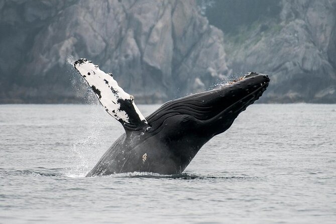 Juneau Wildlife Whale Watching - Juneau Whale Watching That Fits Real Cruise Schedules