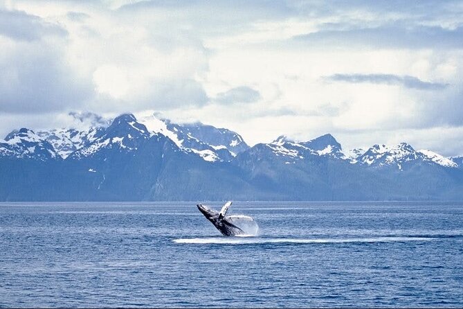 Juneau Wildlife Whale Watching - Mendenhall Glacier Stop: A Quick Photo Moment, Not a Walk