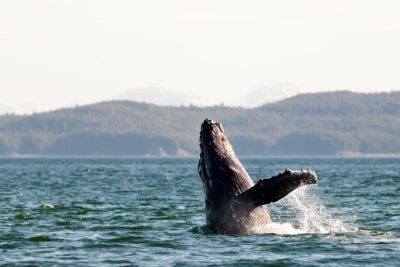 Juneau Wildlife Whale Watching - Price and What You’re Really Paying For