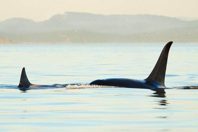 Juneau Wildlife Whale Watching - The Whale Sightings Part: Guaranteed Humpbacks, and Sometimes More