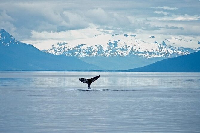 Juneau Wildlife Whale Watching & Mendenhall Glacier - Wildlife spotting reality check: humpbacks, eagles, seals, and distance