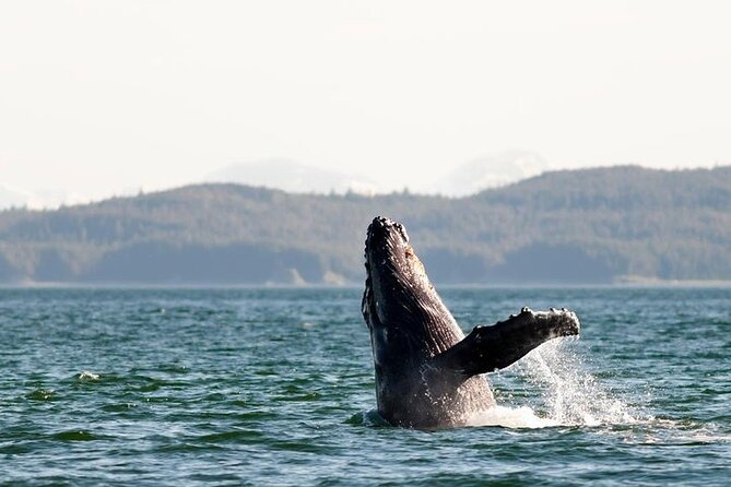 Juneau Wildlife Whale Watching & Mendenhall Glacier - Price and value: $249 for glacier time plus a guided whale search