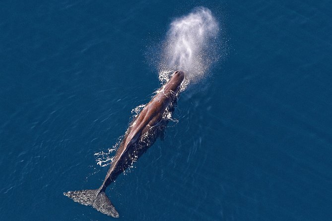 Kaikoura Helicopters Classic Whale Watch - Key highlights to know before you go