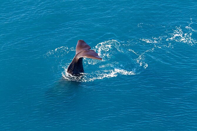Kaikoura Helicopters Extended Whale Watch - Key things to know before you go