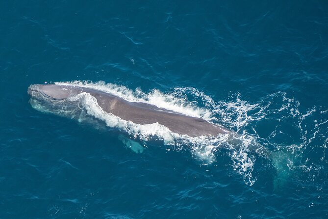 Kaikoura Helicopters Extended Whale Watch - The 40-minute flight: what “extended” really buys you