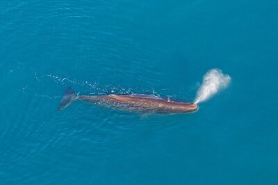 Kaikoura Helicopters Extended Whale Watch - From 16 West End helipads to the whale zone
