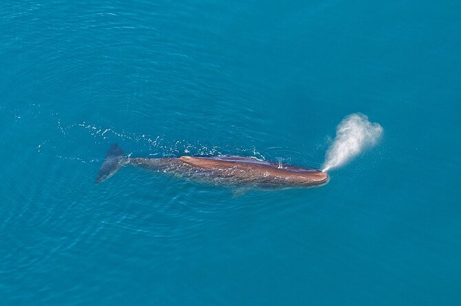 Kaikoura Helicopters Extended Whale Watch - From 16 West End helipads to the whale zone
