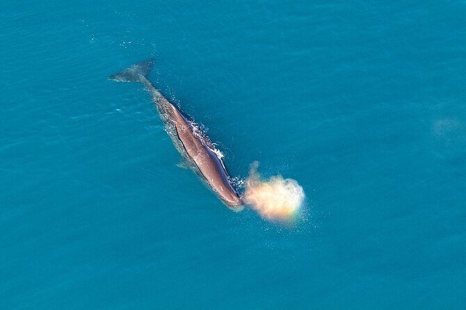 Kaikoura Helicopters Top n Tail Whale Watch flight - A one-hour flight that feels like two different worlds