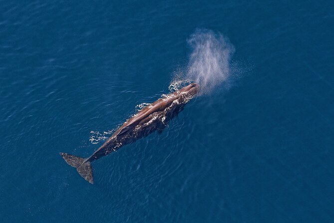 Kaikoura Helicopters Top n Tail Whale Watch flight - Returning along the Hapuku River and spotting wild deer