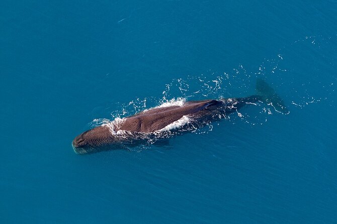 Kaikoura Helicopters Top n Tail Whale Watch flight - From the beachfront helipad to the Hikurangi Marine Reserve