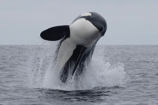 Kaikoura Private Whale Watching Day Trip from Christchurch - Key highlights to look for