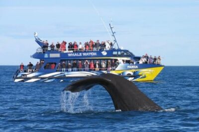 Kaikoura Private Whale Watching Day Trip from Christchurch - The 7:30am Christchurch start: timing you can handle