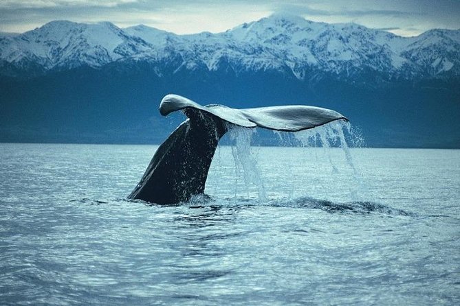 Kaikoura Whale Watch Day Tour from Christchurch - The boat cruise: live commentary and the real value of going with pros