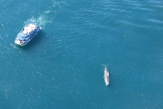 Kaikoura Whale Watch Day Tour from Christchurch - The Kaikoura breaks: lunch, views, and shopping time