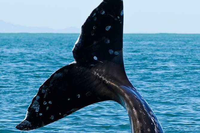Kaikoura Whale Watch Day Tour from Christchurch - Wine tasting in North Canterbury: a nice add-on, not a promise
