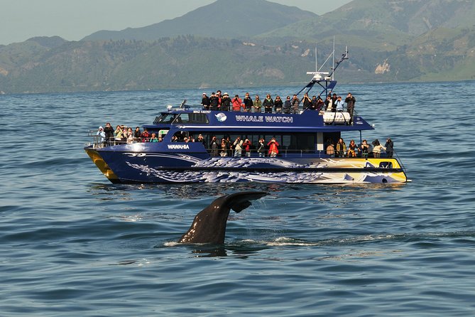 Kaikoura Whale Watch Day Tour from Christchurch - Price and value: what you’re really paying for at $229.61