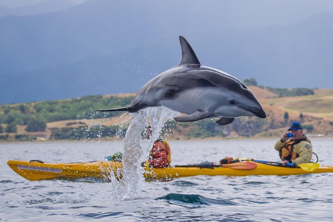Kaikoura Whale Watch Day Tour from Christchurch - A realistic look at day-of changes (weather and whale sightings)