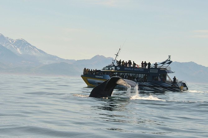 Kaikoura Whale Watch Day Tour from Christchurch including Coastal Pacific Train - Key Things You’ll Notice on This Kaikoura Day Trip