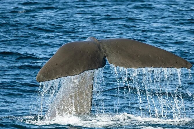 Kaikoura Whale Watch Day Tour from Christchurch including Coastal Pacific Train - Christchurch to Kaikoura by Coastal Pacific: The Day’s Best Start