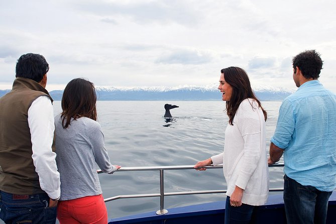 Kaikoura Whale Watch Day Tour from Christchurch - Why Kaikoura is built for whale watching (and what you might see)