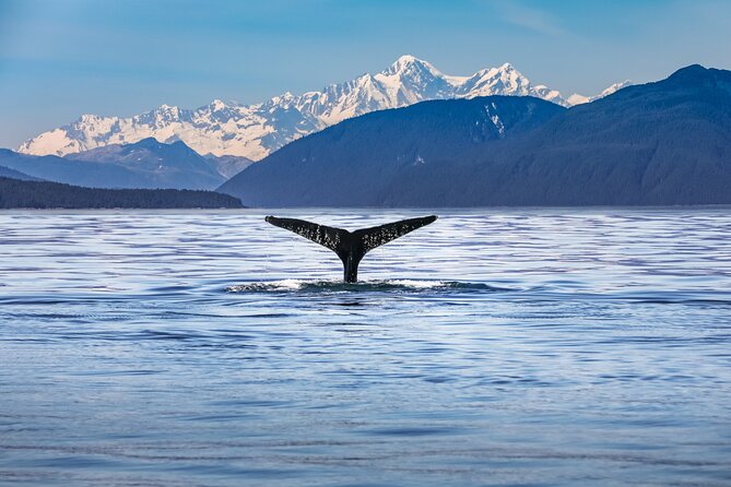 Kaikoura Whale Watch Tour from Christchurch - Small Group - Key highlights you’ll care about