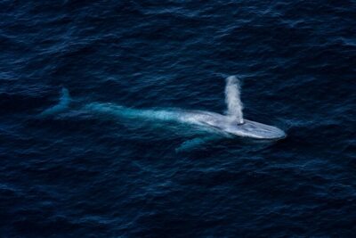 Kaikōura Whale Watching - 1hr 20min Ultimate Adventure - Flying over Kaikōura Whale Sanctuary and Hikurangi Marine Reserve