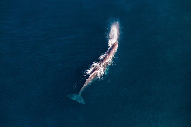 Kaikōura Whale Watching - 1hr 20min Ultimate Adventure - Who this Kaikōura helicopter whale watch is best for
