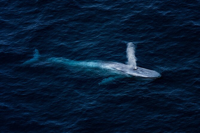 Kaikōura Whale Watching - 1hr 20min Ultimate Adventure - Flying over Kaikōura Whale Sanctuary and Hikurangi Marine Reserve