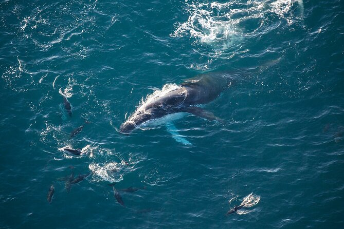 Kaikoura Whale Watching - 45 Minute Ocean Safari - The Whales You Can See (and Why Season Changes Everything)